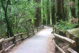 Muir Woods path
