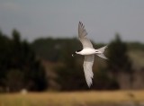 Tern flight.jpg