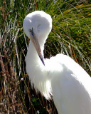 Preening egret.jpg
