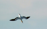 Gannet Dive Sequence 2.jpg