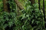 NZ Ferns.jpg
