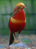 Golden Pheasant.jpg