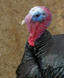 Turkey colour.jpg