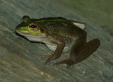 Green Bell Frog.jpg