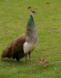 Peahen &  chick.jpg