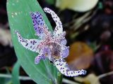 Toad Lily.jpg