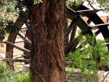 Water wheel and Rata by Avon River.