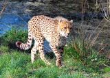 Youthful cheetah.