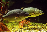 Fish  Crayfish.jpg