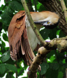Nankeen Night Heron.jpg