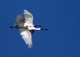2 Spoonbills over McCormacks Bay.