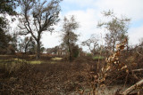 Looking back across old home site.