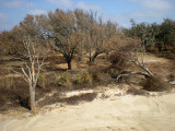 Looking down on parking area from yellow house deck.