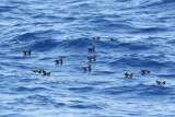 Wilsons Storm Petrels