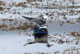 Flip Flop Tern