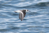 Red-necked Phalarope