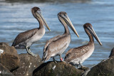 Brown Pelican 2Z3