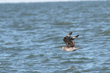 Chasing a Pomarine Jaeger