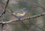 Blue-headed Vireo