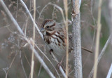 Song Sparrow