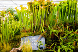 Carnivorous Plant Society