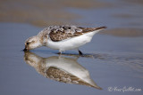 Bcasseau sanderling #2946.jpg