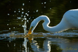 Grande aigrette - Splash#1 - #4615.jpg