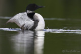 Plongeon huard - ailes ouvertes #8802.jpg