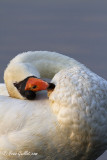 Cygne tubercul #5590.jpg