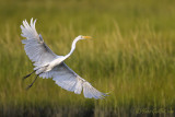 Grande aigrette #5083.jpg