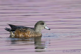 Canard dAmrique femelle #1007.jpg