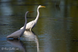 Grande aigrette #8778.jpg