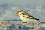 Bruant des neiges #9713.jpg