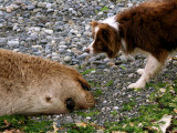 Derby and a dead sea lion