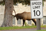 Speed limit.jpg