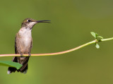 Juvenile Male Ruby-Throated Hummingbird With Open Beak
