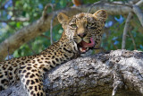 Leopard resting