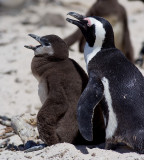Penguin and chick