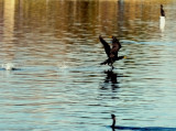 9860   Cormorant taking off