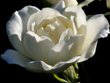 5064 White Rose