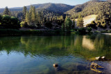 Ferns Lake