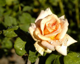 Peach Rose