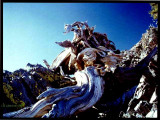 Bristlecone Piine Calif. USA