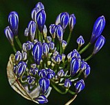 Flower Painting
