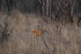 STEENBOK