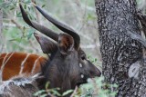 NYALA