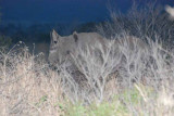 BLACK RHINO WITH CALF ARRIVES