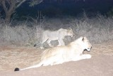 LION CUBS START STALKING