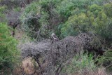 SOUTHERN BANDED SNAKEEAGLE