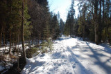 A BROOK STARTING TO BE FROZEN OVER